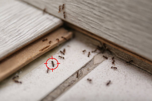 Pest Control for Restaurants in Danville, IL