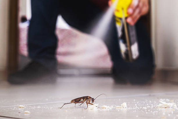 Best Local Pest Control Services  in Danvle, IL